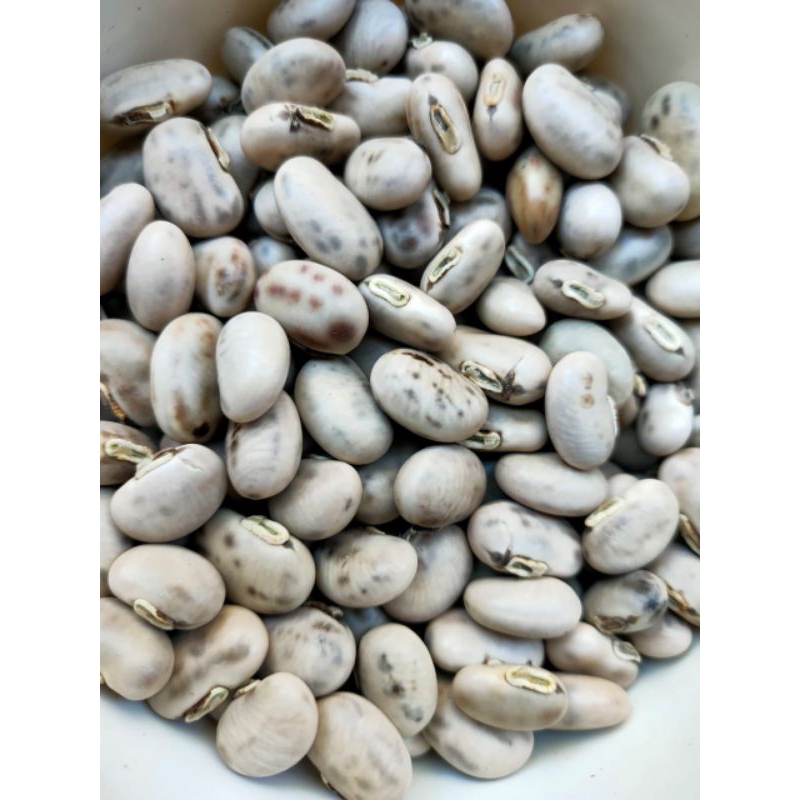 

Biji/benih koro benguk 1kg kacang koro benguk mucuna pruriens