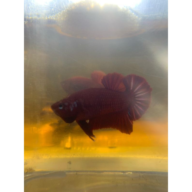 ikan cupang super red hellboy metalic bintik hijau