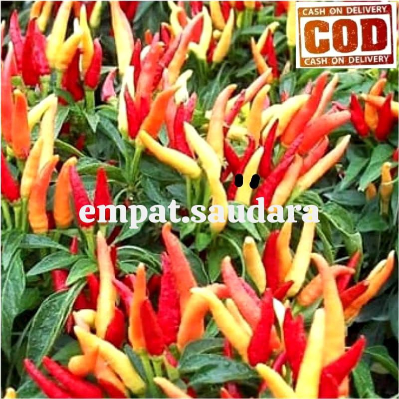 

CABE RAWIT SETAN FI/CABE RAWIT SETAN SUPER PEDAS 100 BIJI