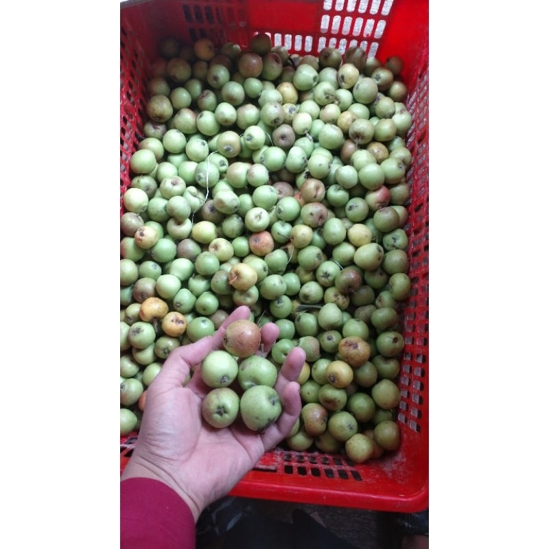 

Apel manalagi 1 kg SUPER MINI