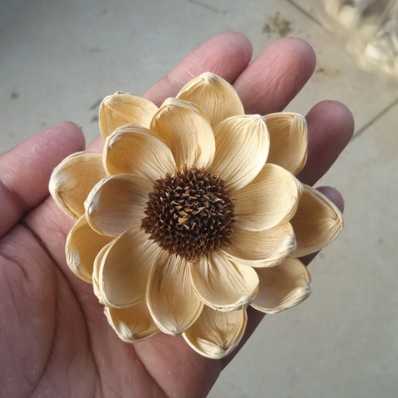 bunga klobot jagung matahari, bunga klobot jagung dua layer