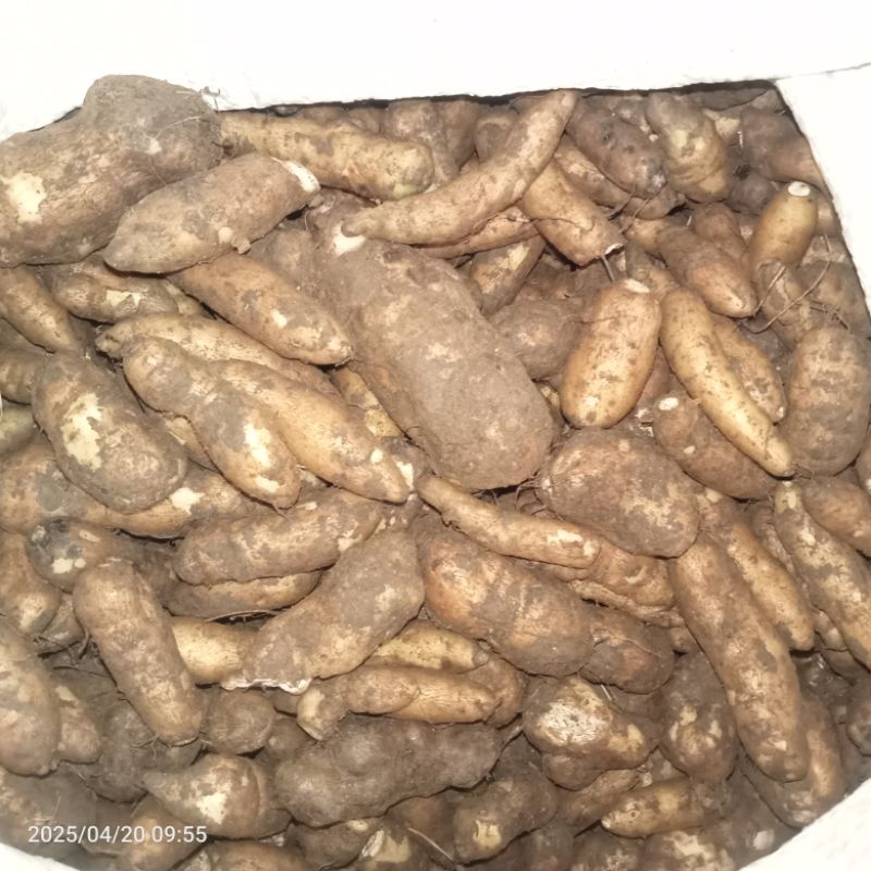 

Kentang Jawa/hitam,kentang bulu 1kg