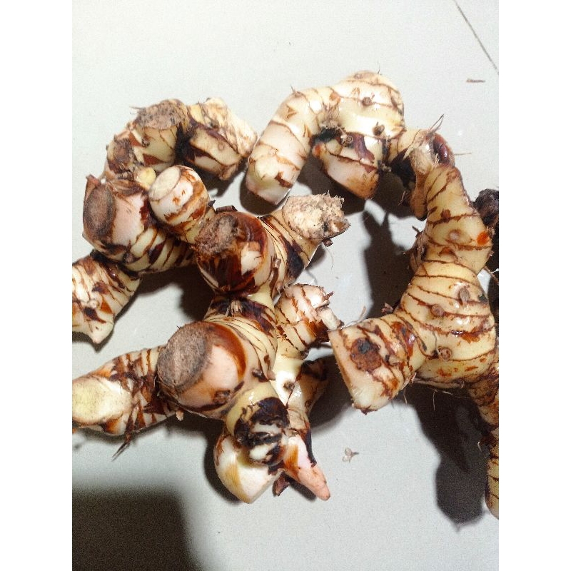 

Lengkuas/LaosJumbo/BumbuMasak