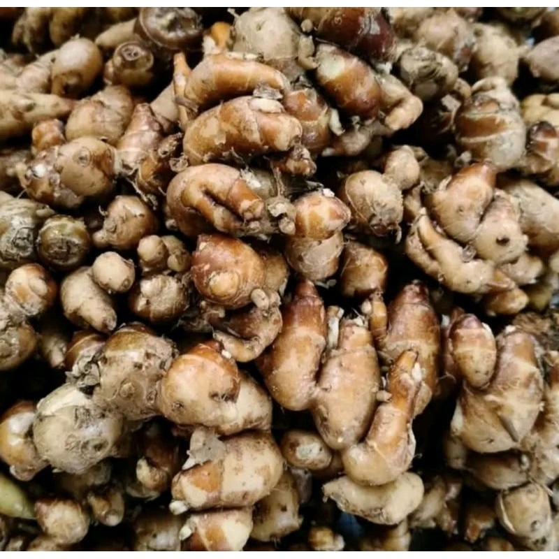 

kencur segar, herbal, fresh, bumbu dapur, bumbu masakan, 1kg