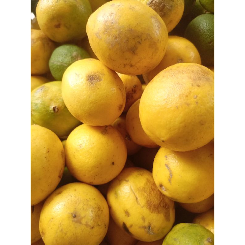 

lemon california grade biasa