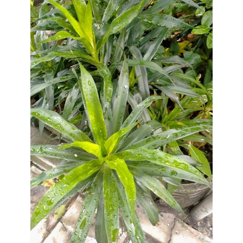 

DAUN SUJI SEGAR BEBAS PESTISIDA ((40 lembar))