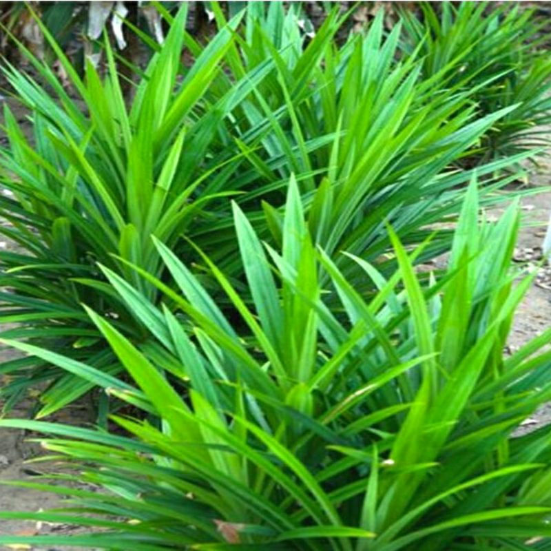 

daun pandan segar 10-15 lmbr (di petik waktu ada orderan)