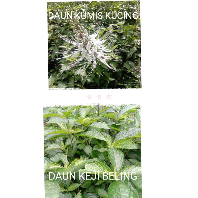 

paket hemat daun kumis kucing dan keji beling segar 100 gr Alami untuk Kesehatan