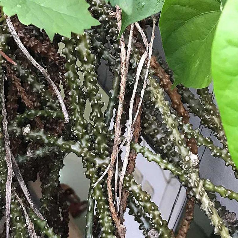 

250 g Akar brotowali penawar sampai patrawali herbal alami segar bratawali akar ali-ali antawali organik