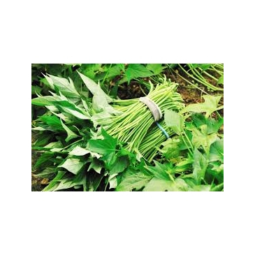 

Sayur daun ubi jalar segar siap kirim