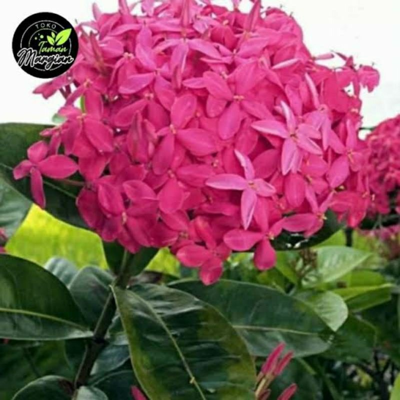 tanaman hias asoka violet bunga asoka violet