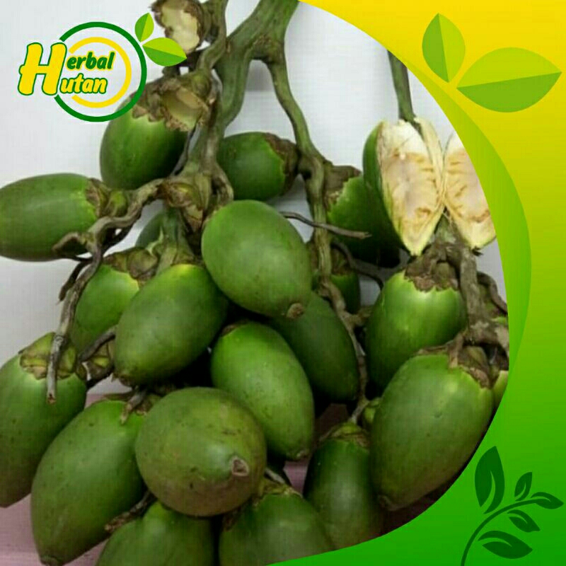 

buah pinang masih seger harga murah buah jame di ambil dari pohon nyah 1 kg