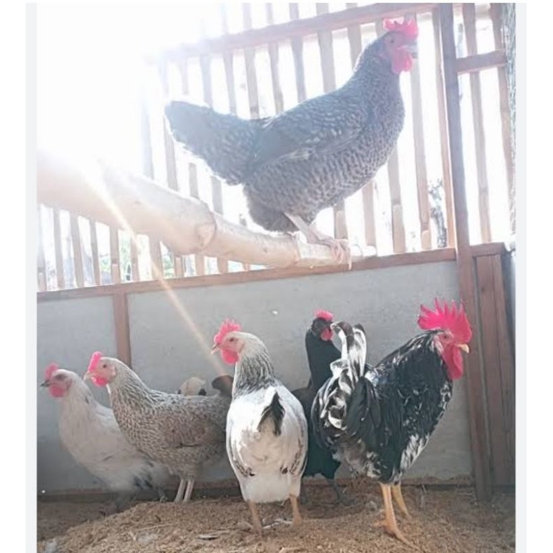 

TELUR AYAM PETELUR KPU REBORN UNTUK DI TETASKAN