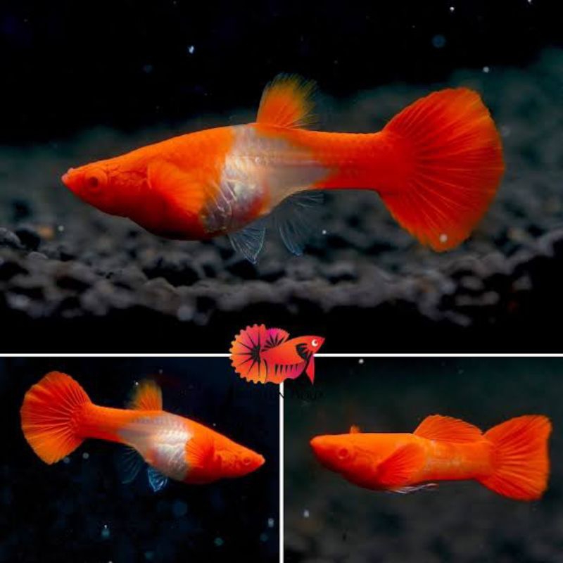 

Kotak paket 3psg guppy albino koi