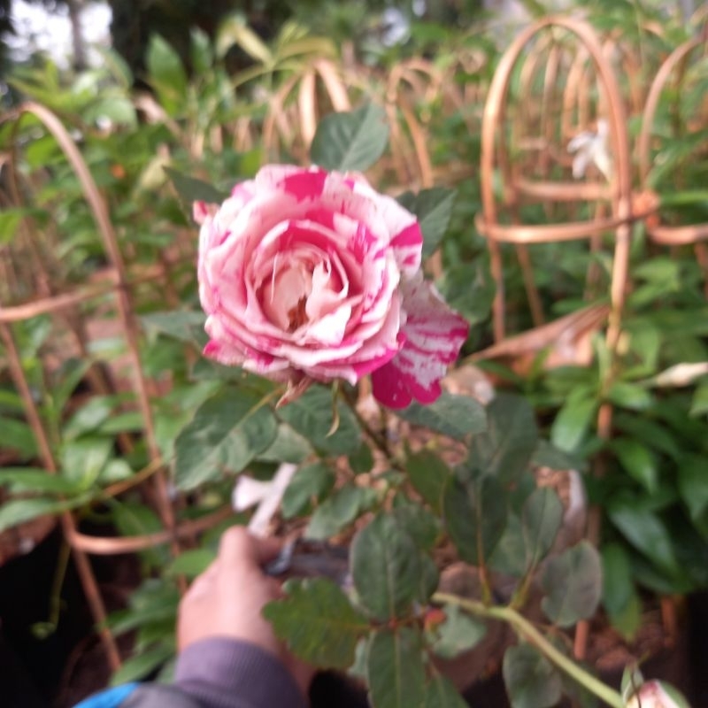 Tanaman Hias Bunga Mawar Pink Sexy/Tanaman Hidup Bunga Mawar