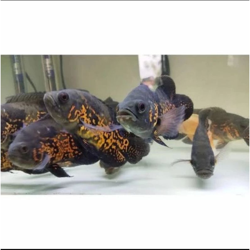 OSCAR TIGER HITAM UKURAN 8-10 CM