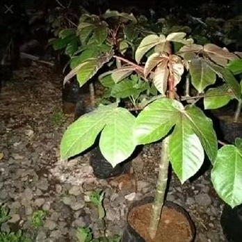 BIBIT JARAK WULUNG JARAK MERAH