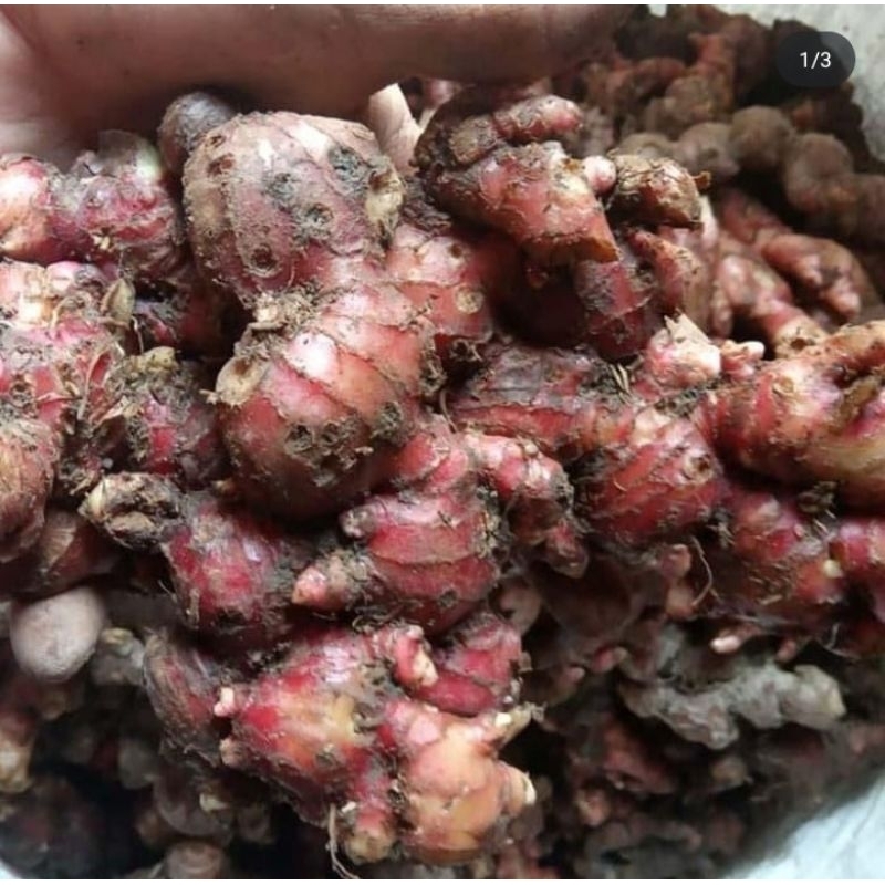 

Jahe merah kualutas terbaik 1kg