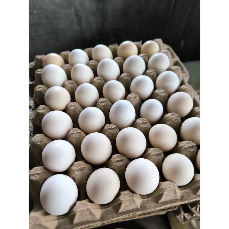 

Telur Ayam Kampung Asli per butir di jamin FRESH khusus Grab/Gojek