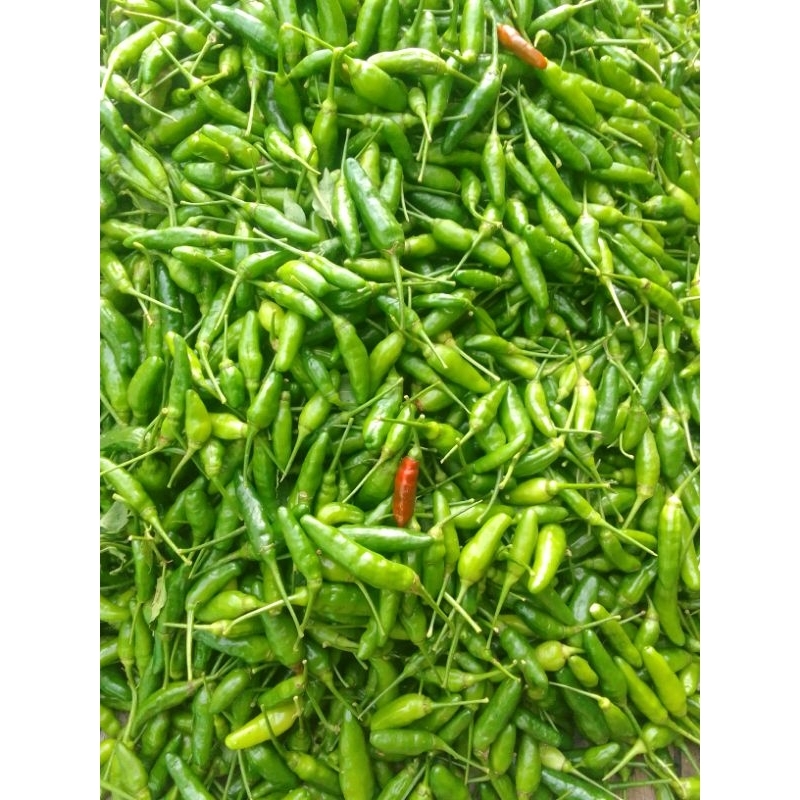 

cabe rawit hijau segar dan berkualitas