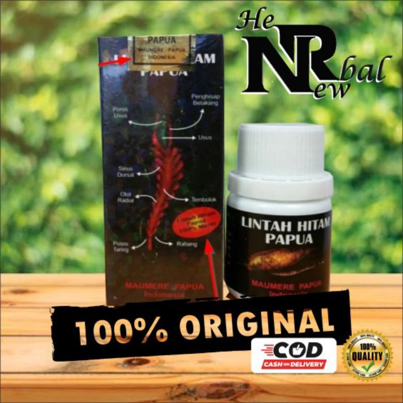 Minyak Urut Lintah Hitam Papua Asli Original Obat herbal Berkhasiat