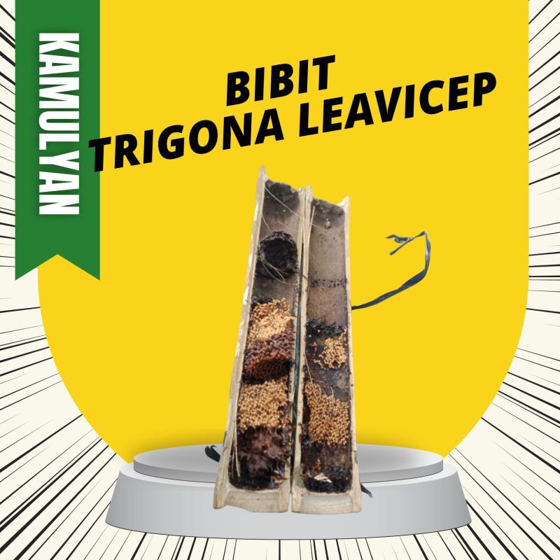 Bibit Bumbung Pecahan Trigona Klanceng Leavicep