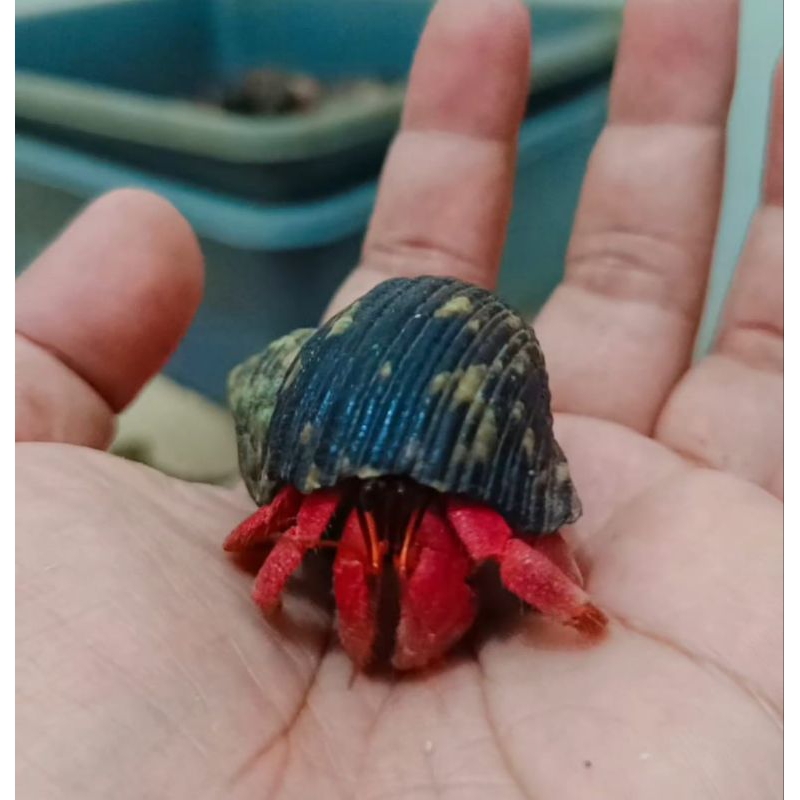 Mainan Kelomang Red Rugosus