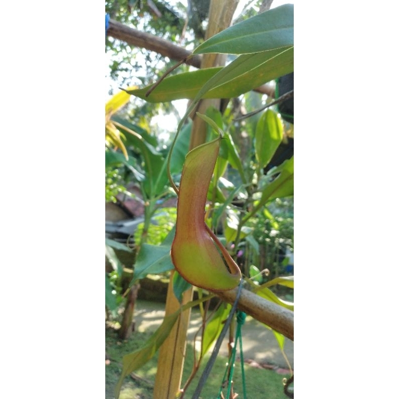 nepenthes reindwardtiana