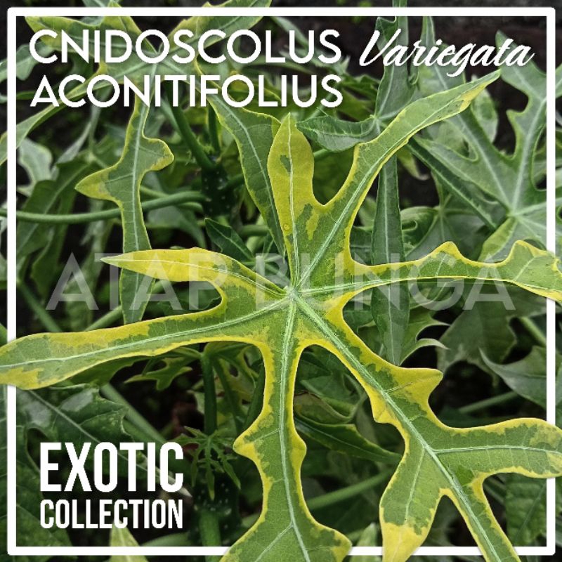 BIBIT PEPAYA JEPANG VARIGATA | ABH