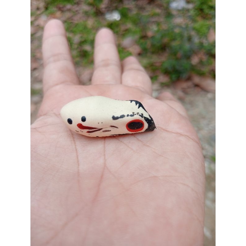 cangkang/kulit soft frog 3,5 cm