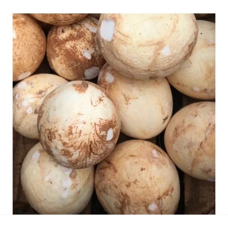 

kelapa bulat/utuh/BELUM DIPARUT 1 pcs