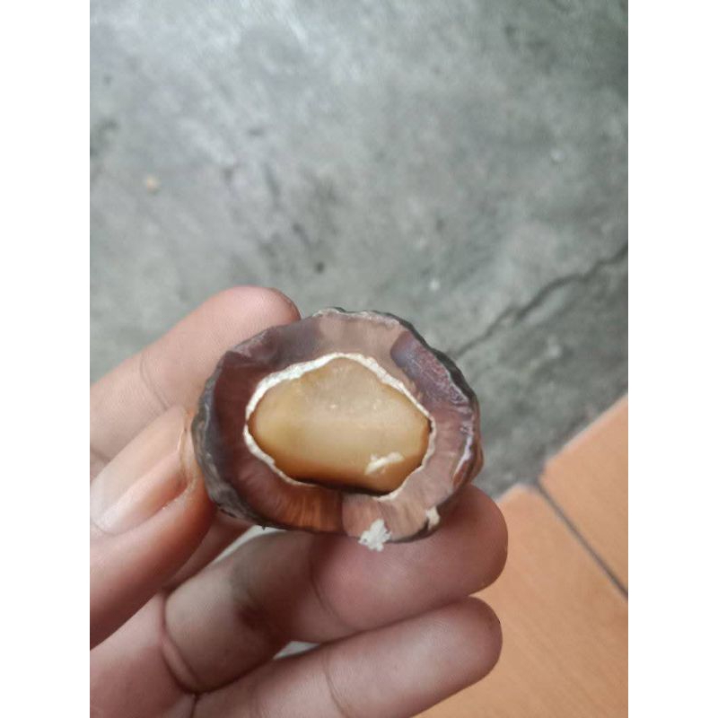 Muncang adu jenis jayanti anak milenial batok tebal beli 3 bonus 1