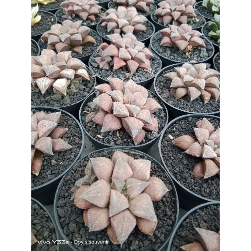 haworthia hybrid cokolate