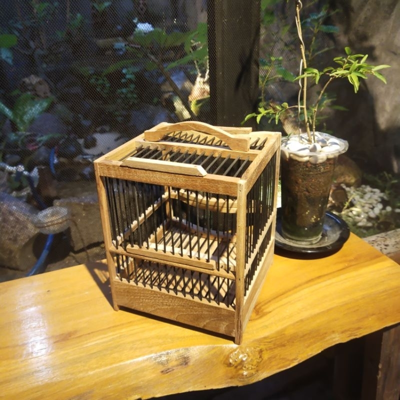 sangkar untulan jalan jalan sangkar sogon sangkar prenjak