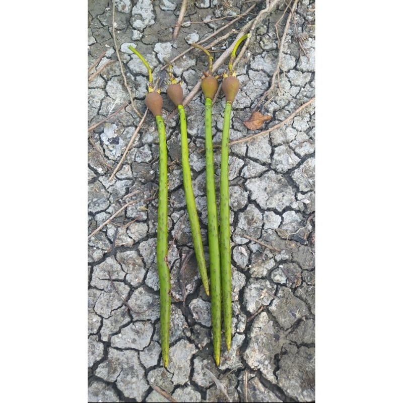 Bibit mangrove / buah pohon mangrove segar / hiasan aquarium / tanaman bakau