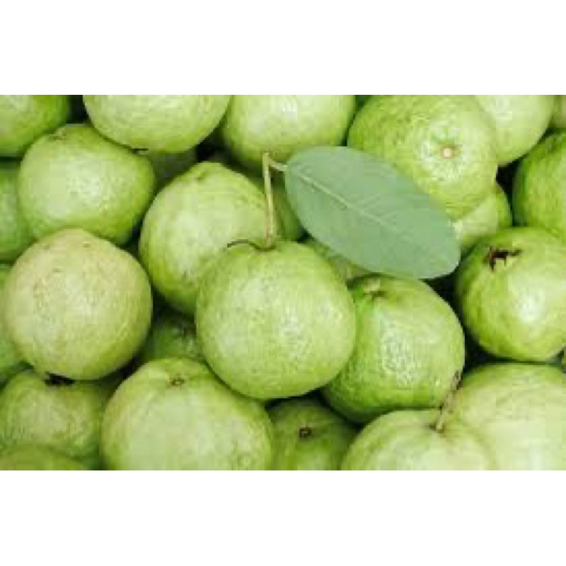 

Jambu kristal kebumen 1kg fresh dari kebun langsung!!