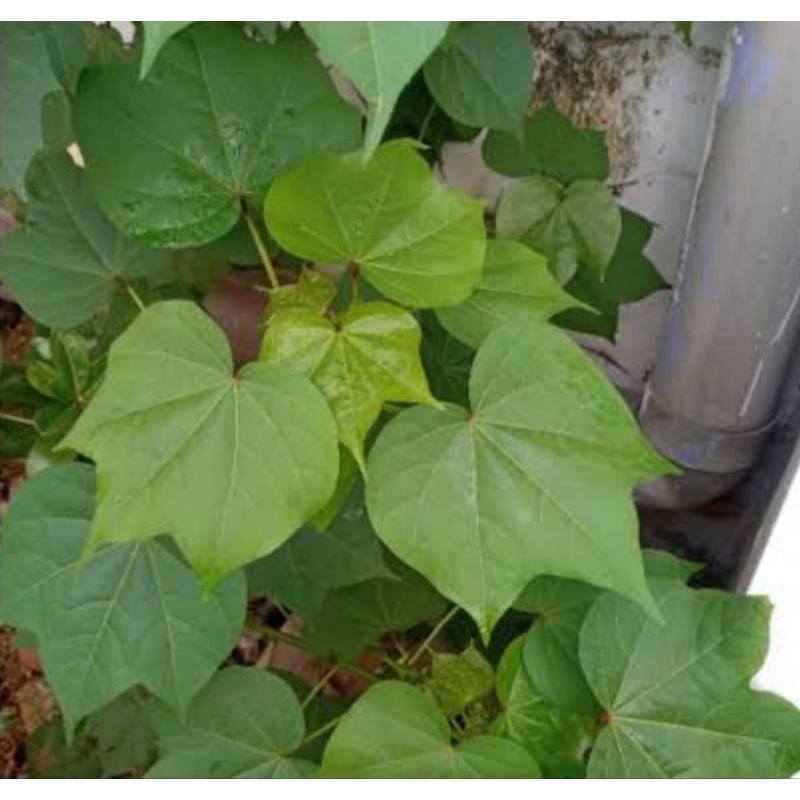 

Daun kapas segar petik langsung 25 lembar pilihan-az