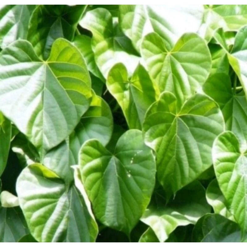 

Herbal Daun Brotowali Segar 100gr