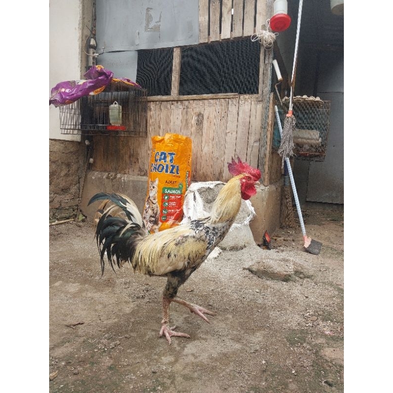 ayam  pelung jago asli