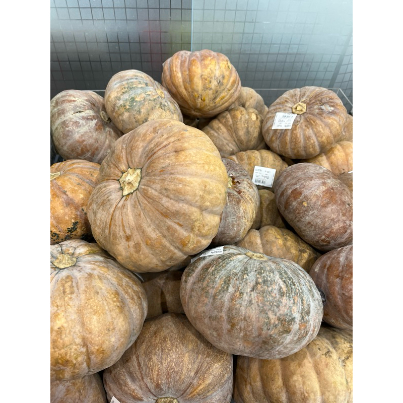 

LABU KUNING/WALUH DUTA 1pcs