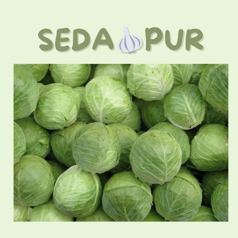 

KUBIS 1PCS (1kg - 1.5kg)