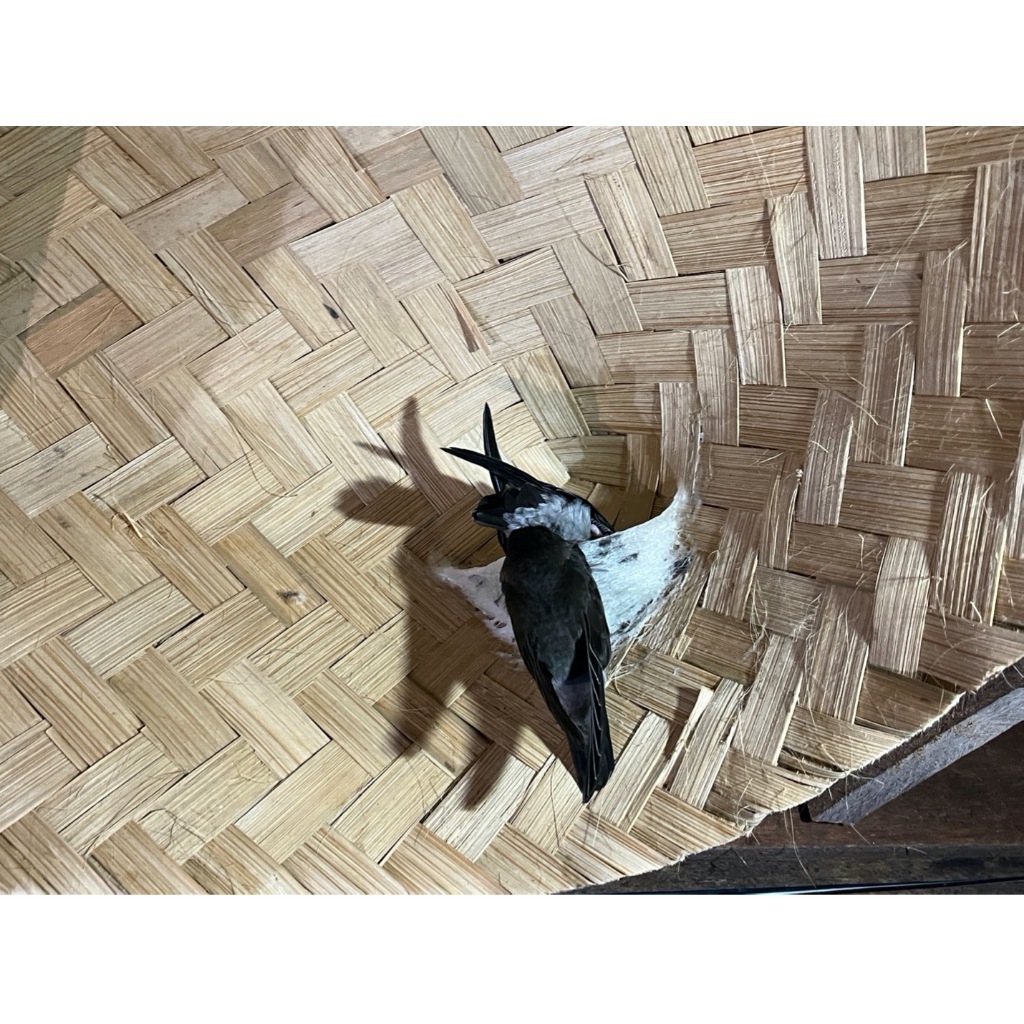 10 buah besek bakul bambu walet ukuran 25x25 cm disukai walet