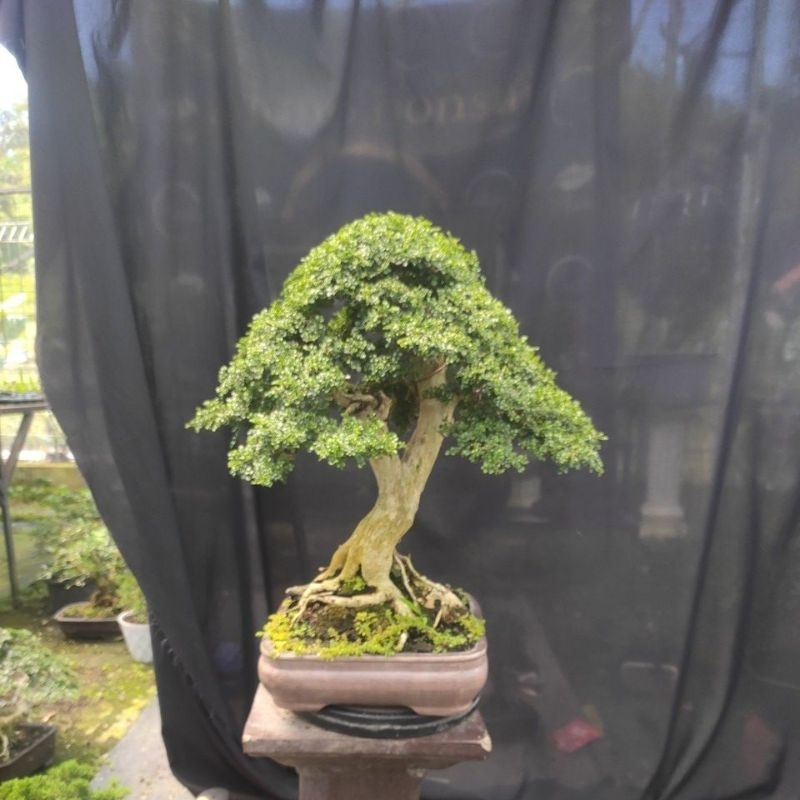 promo bonsai kemuning super mikro sbi