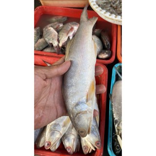 

Ikan Loasan Fresh Frozen 500gram - Sayur Instan Segar Malang