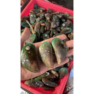 

Kerang Ijo / Kerang Hijau Fresh Frozen 250gr - Sayur Instan Segar Malang