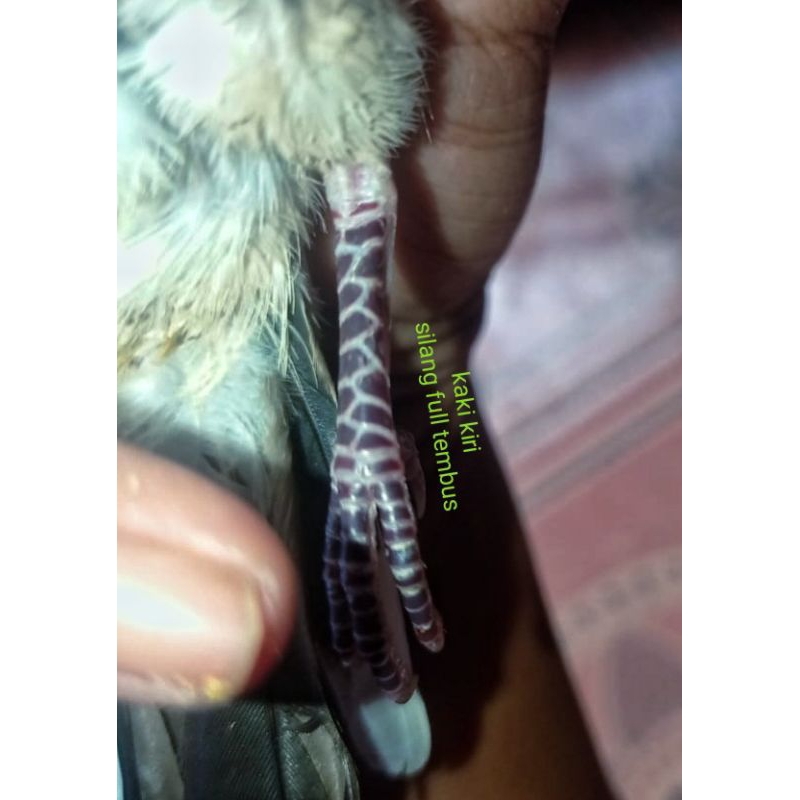 Burung perkutut lokal katuranggan ROJOWONO langka