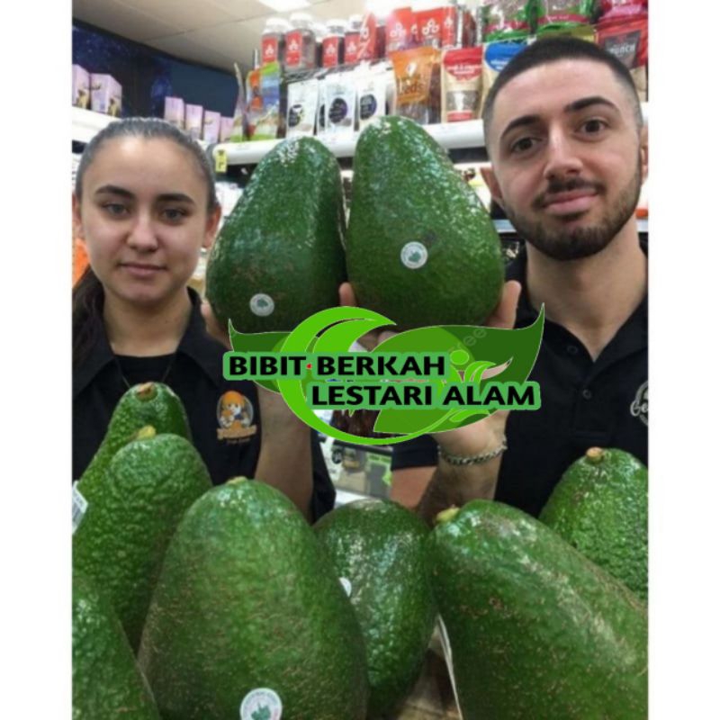 Bibit Alpukat Avozilla Super