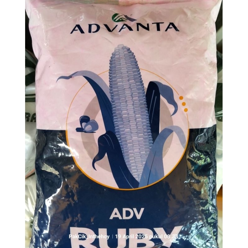 BENIH JAGUNG ADV RUBY 1 KG