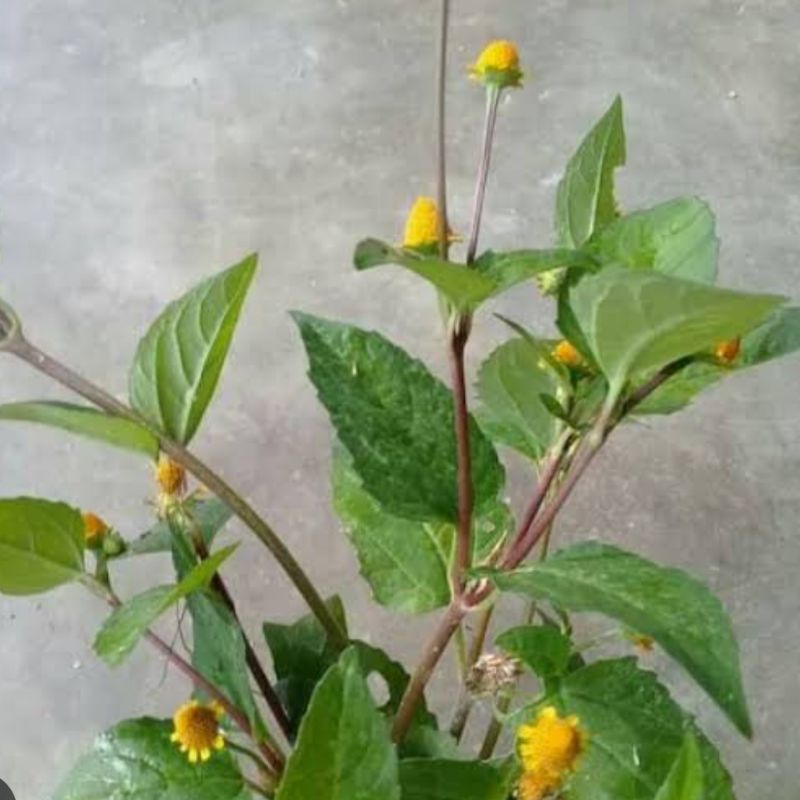 

Daun jotang geletang segar 250 gram