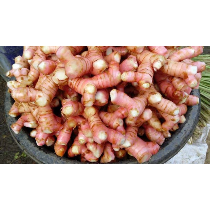

500gram lengkuas segar